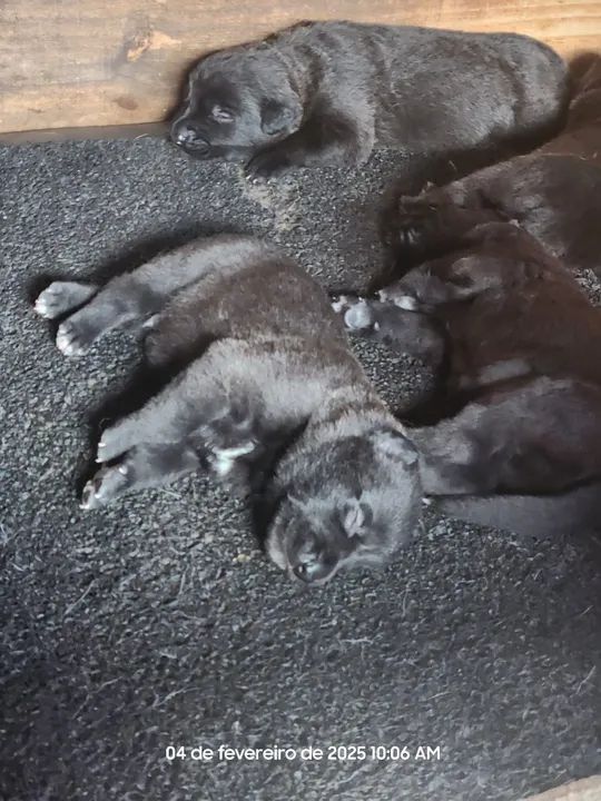 Filhotes de Pastor Belga - Foto 5