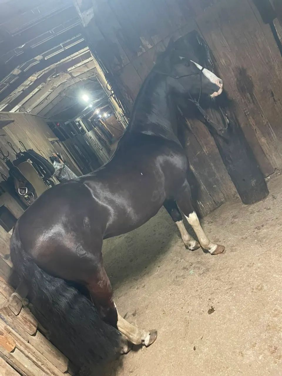 vendo Égua criola
