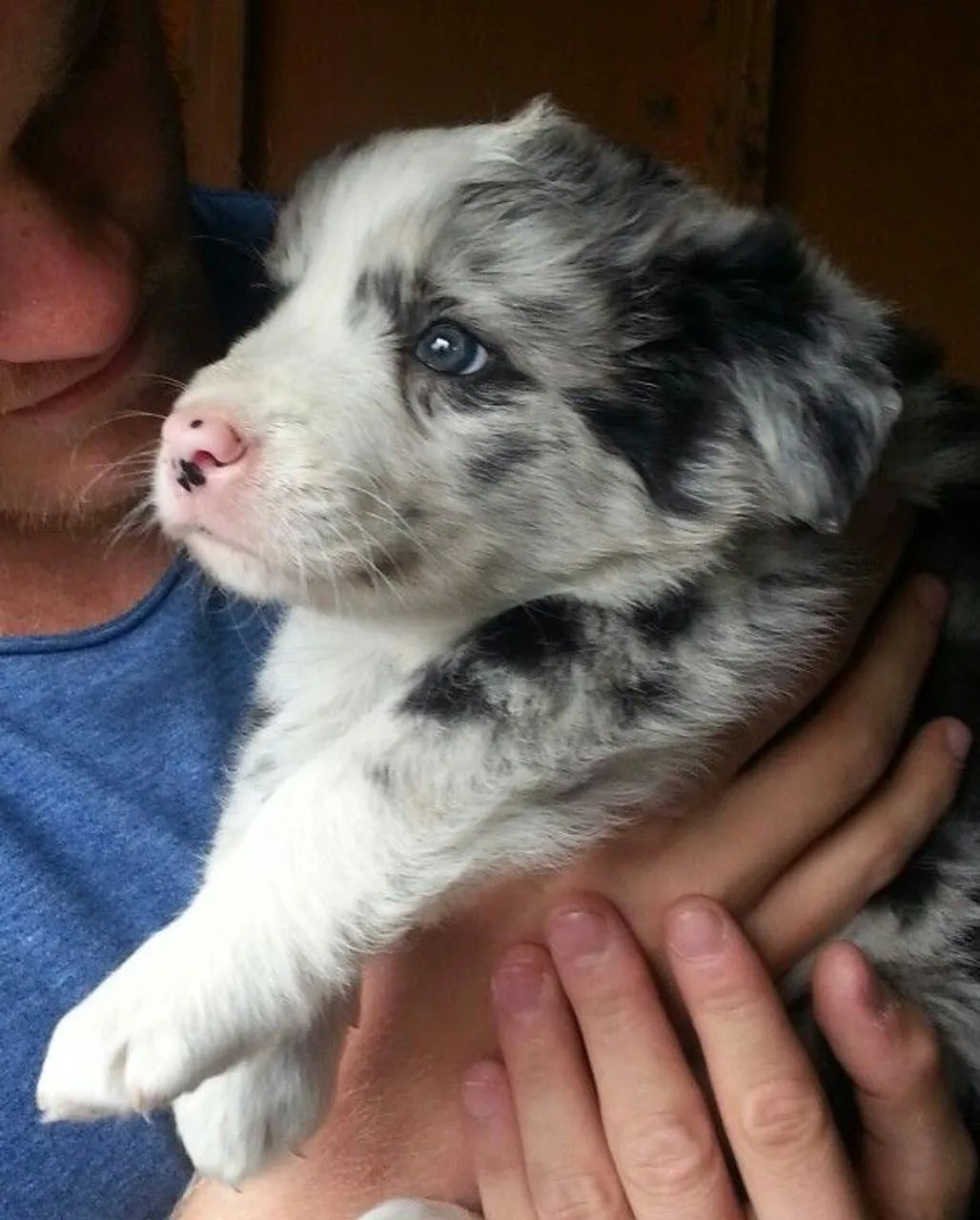 Border collie Fêmea