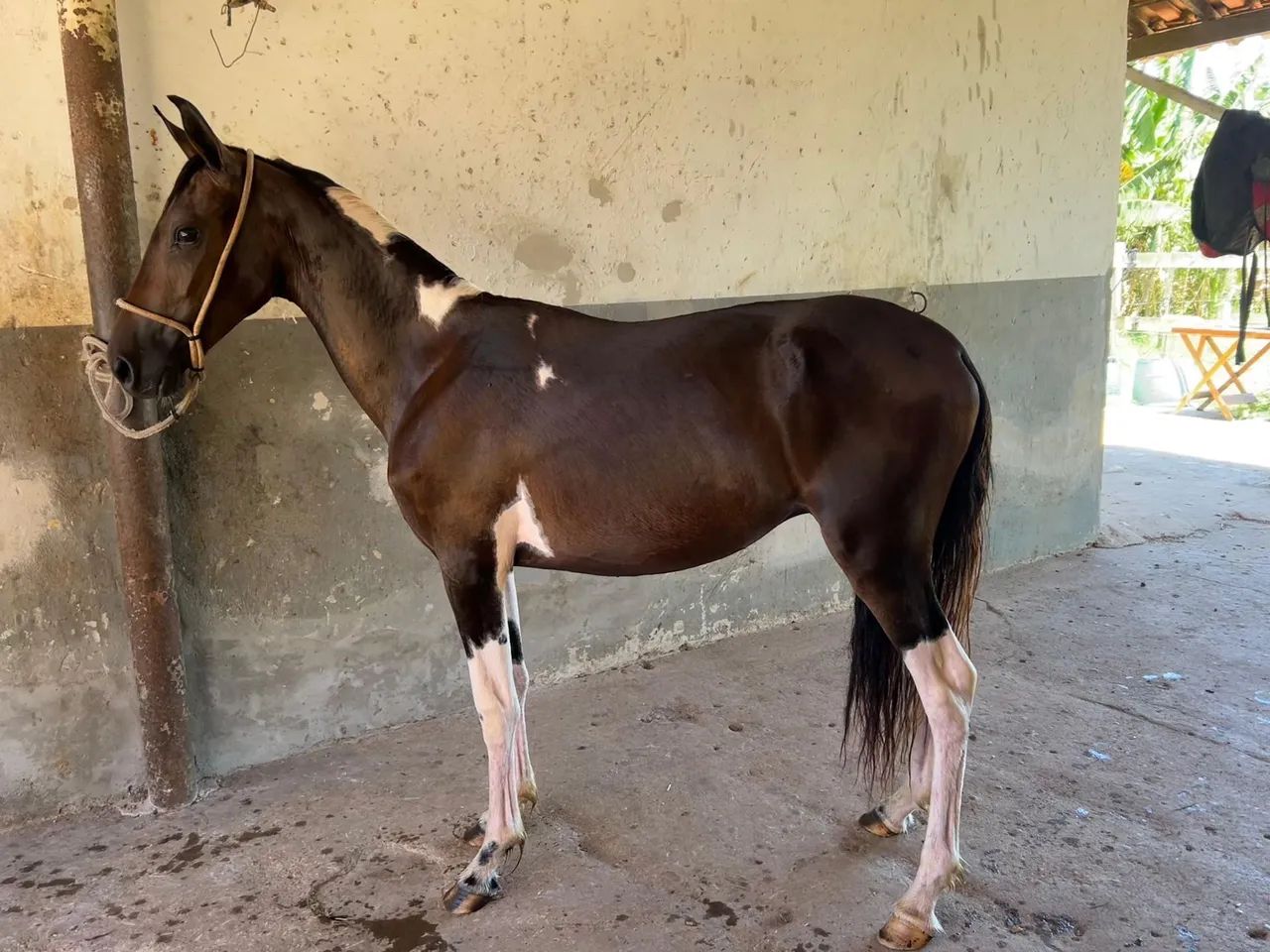 Potro Mangalarga Marchador Registrado Abccmm  - Foto 6