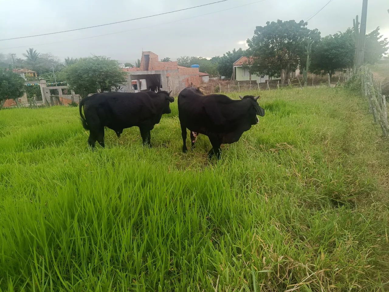 Três garrotes  - Foto 5