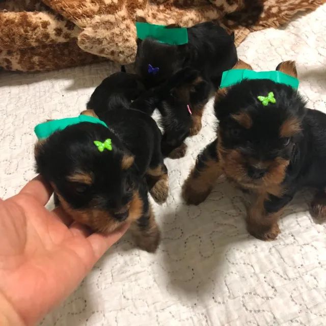 cachorros - Foto 2