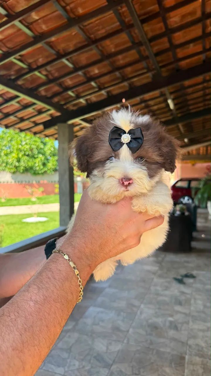 Lhasa Apso Macho e Fêmea  - Foto 3