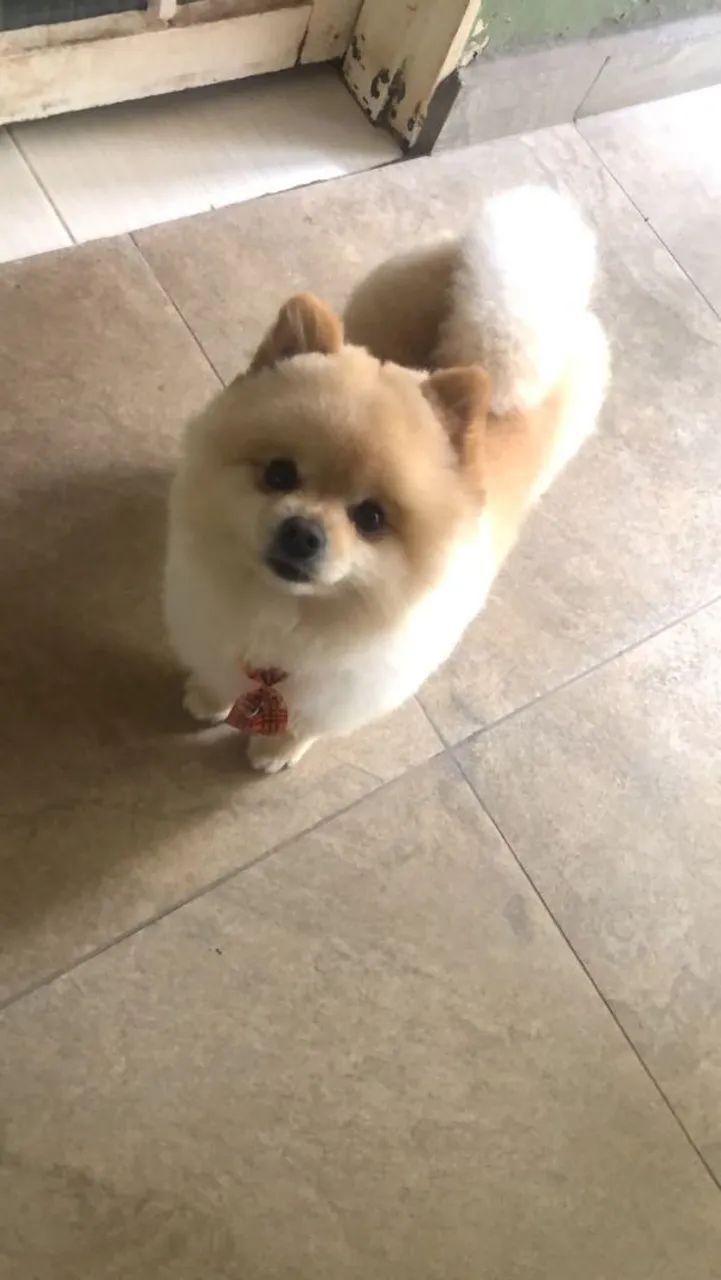 Spitz alemão