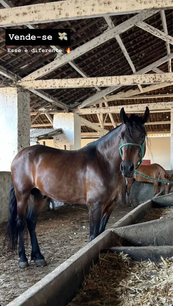 Cavalo Mangalarga Marchador  - Foto 3