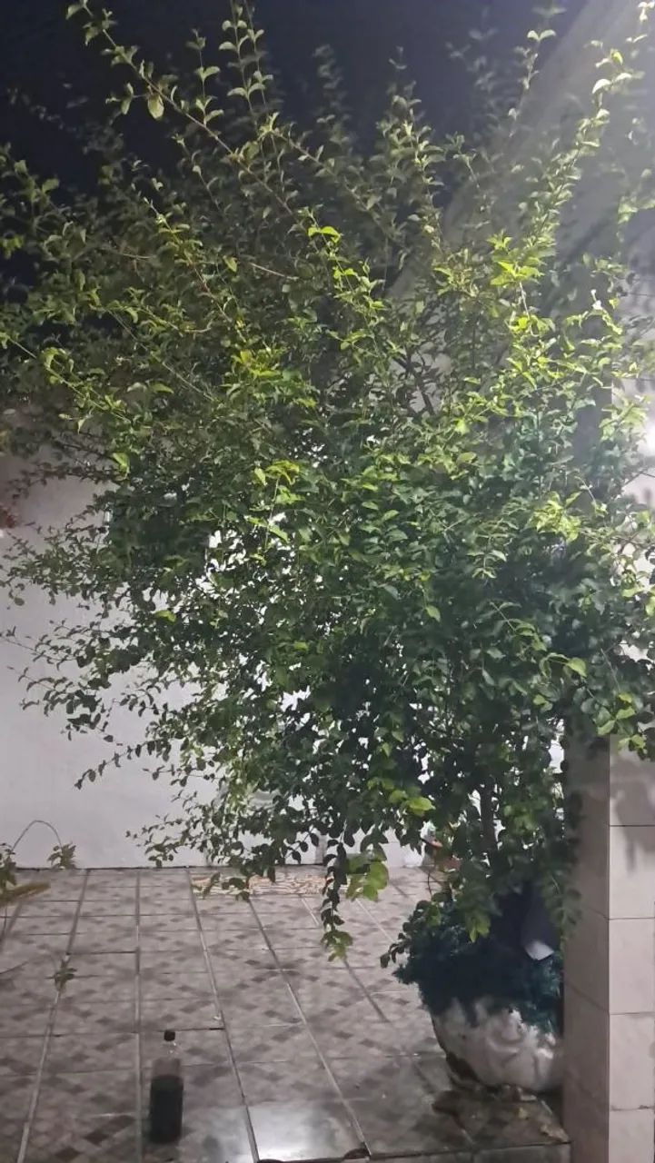 PÉ DE ACEROLA