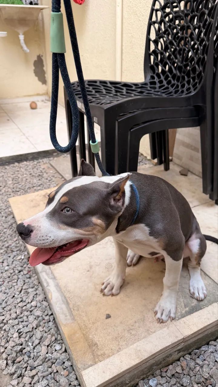 Cachorros  - Foto 3