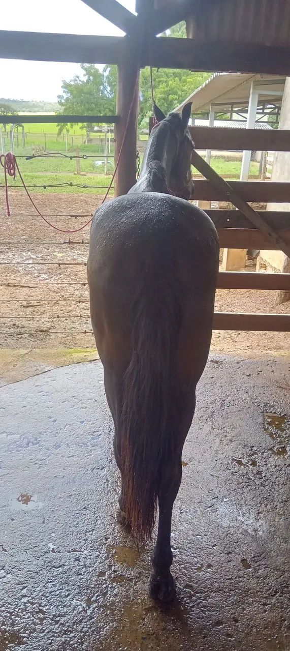 Cavalo Manga larga, marcha picada  - Foto 3