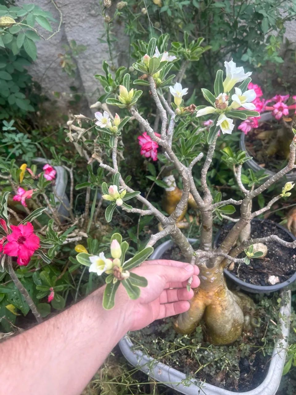 Rosa do deserto  - Foto 3