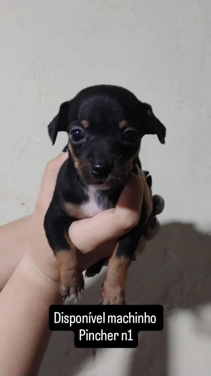 Venda de Pincher n 1  - Foto 2