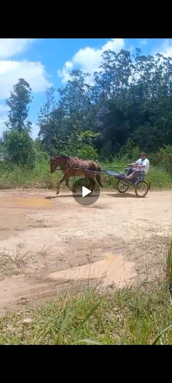 Cavalo de engate e montaria marcha bonito 