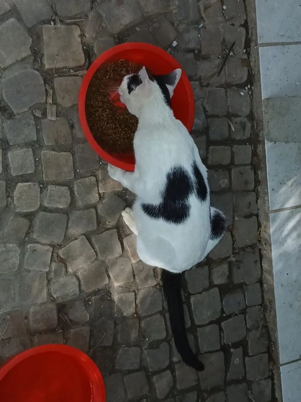 Gatinha Manhosa - Foto 3