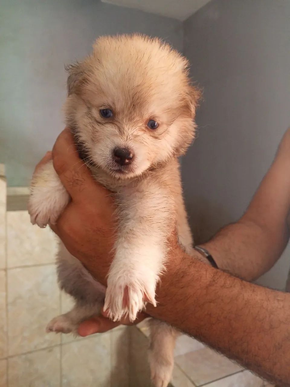 Filhotes ( R$ 800 ) - Foto 3