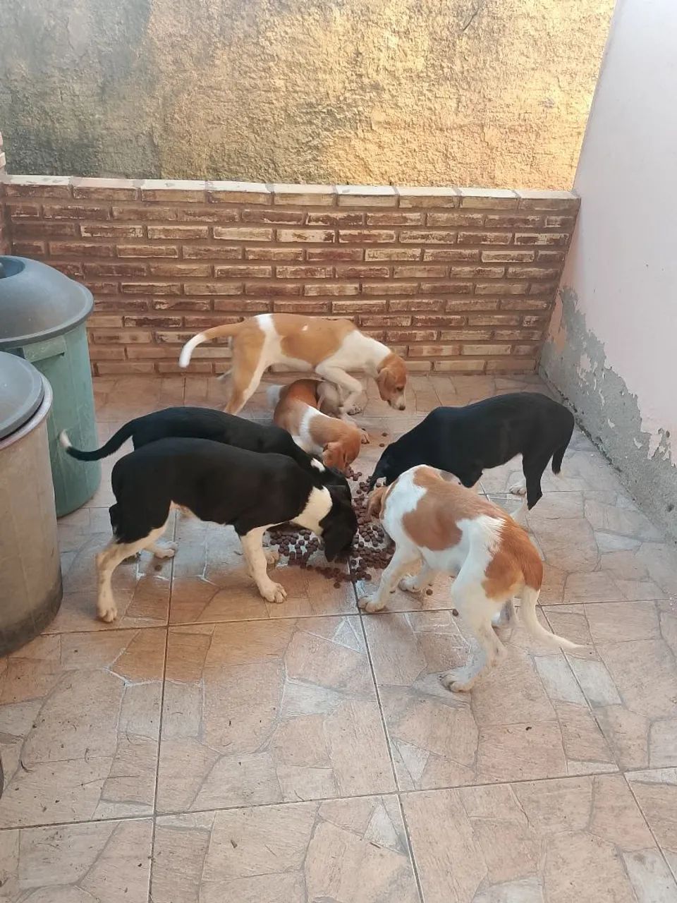 dog alemão