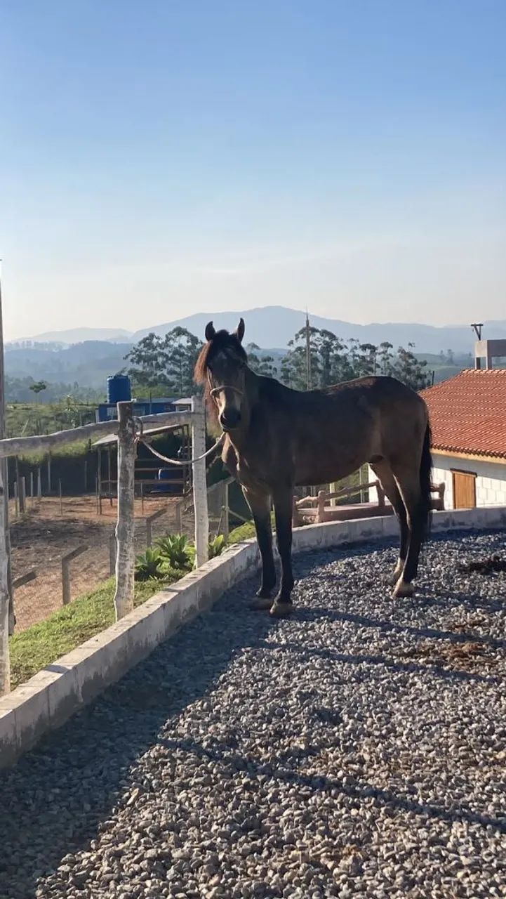 Cavalo raça lusitano - Foto 4
