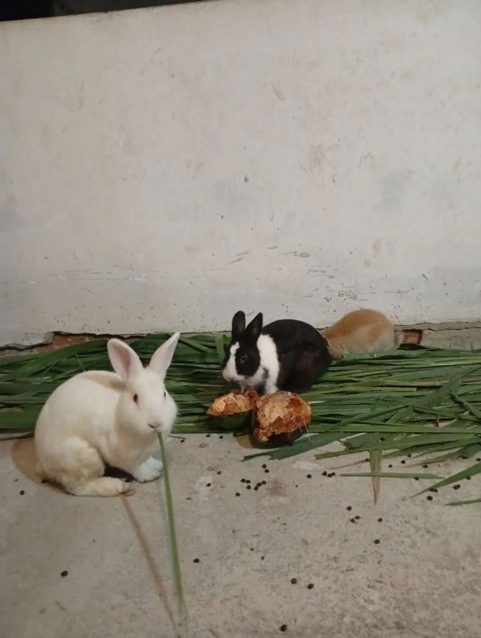 Coelhos - Foto 3