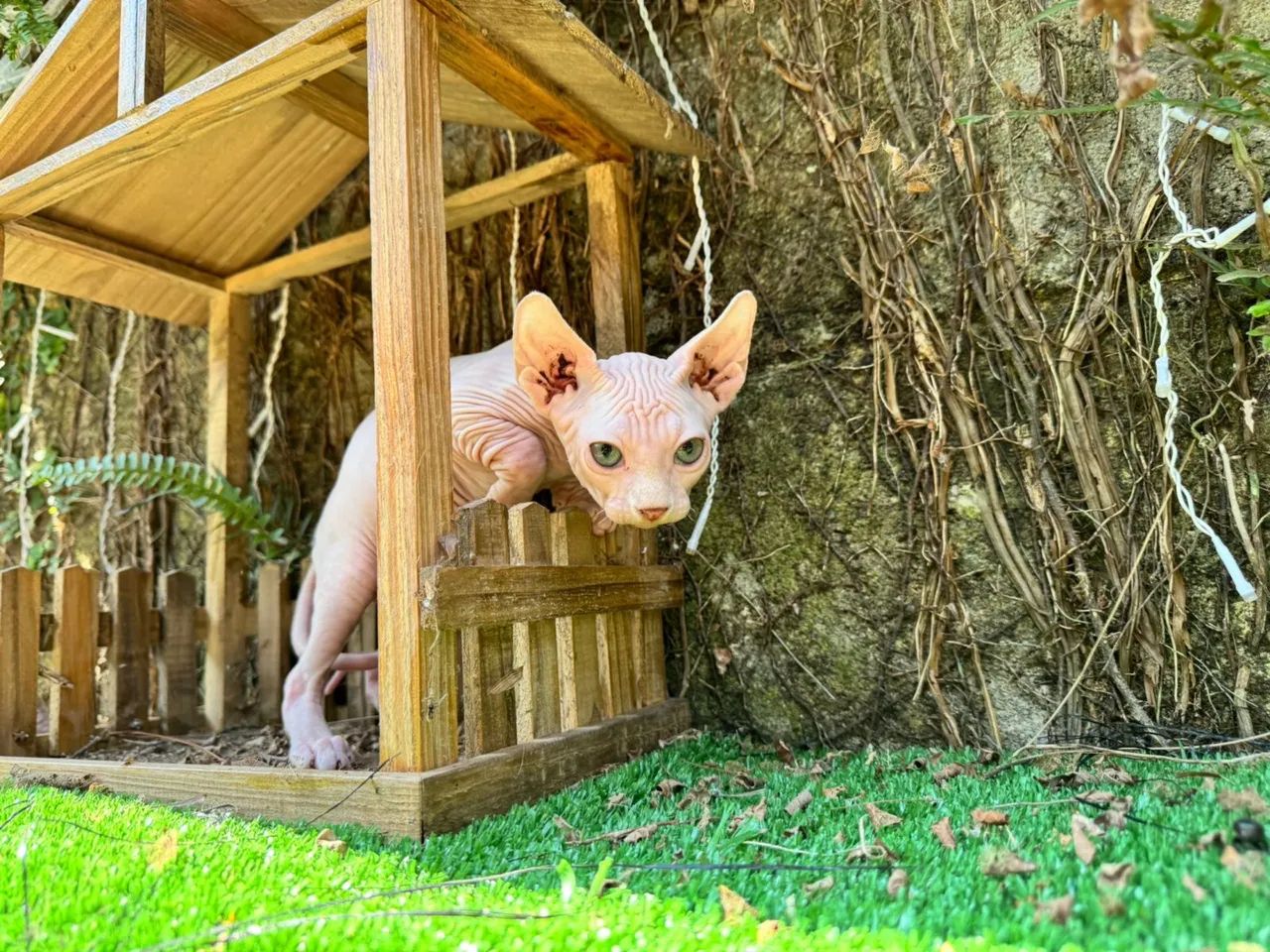 Filhotes de Sphynx - Foto 5