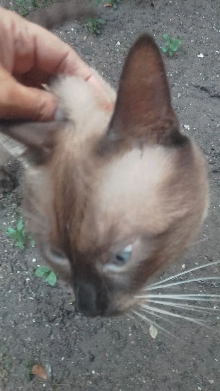 Quero doar esses 2 gatinhos