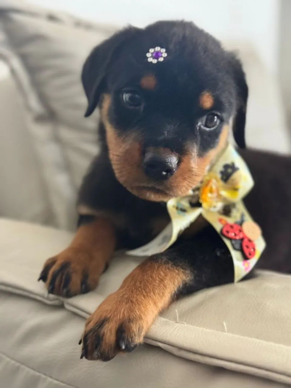 Rottweiler Macho  - Foto 4