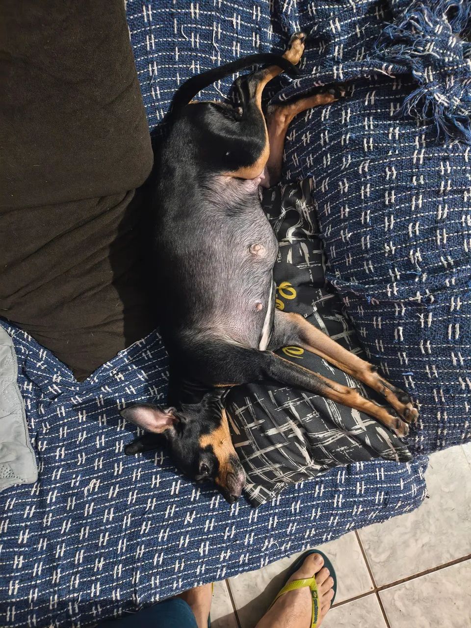 Venda de pinscher valor 350.00 os dois acima são pai e a mãe  - Foto 4