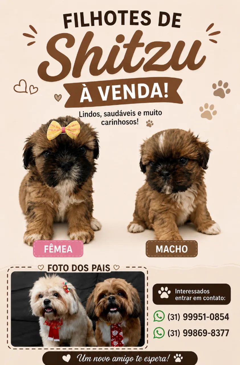 Filhotes de Shitzu - Foto 3