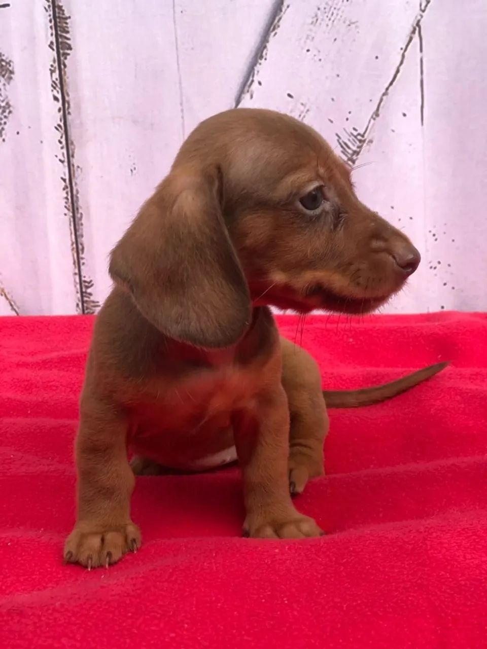 Dachshund  - Foto 5