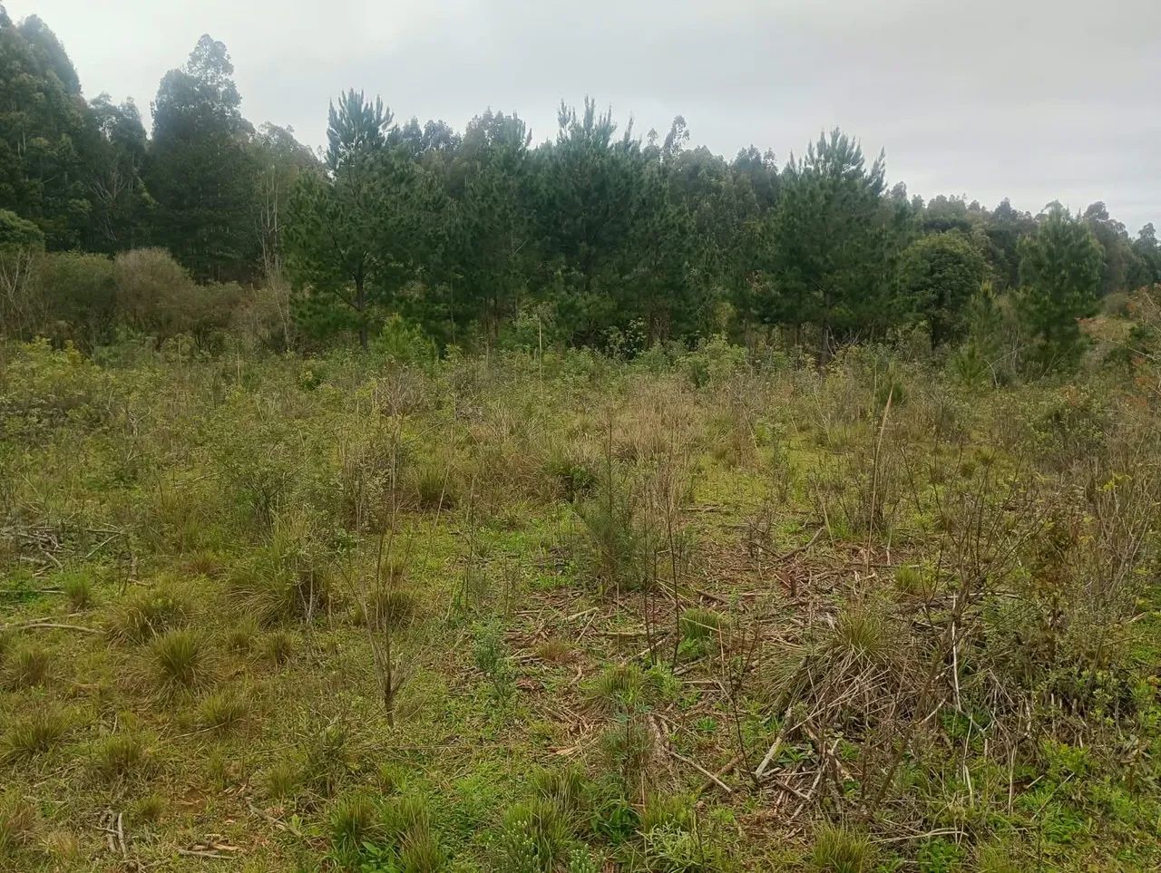 Chácara a Venda  - Foto 4