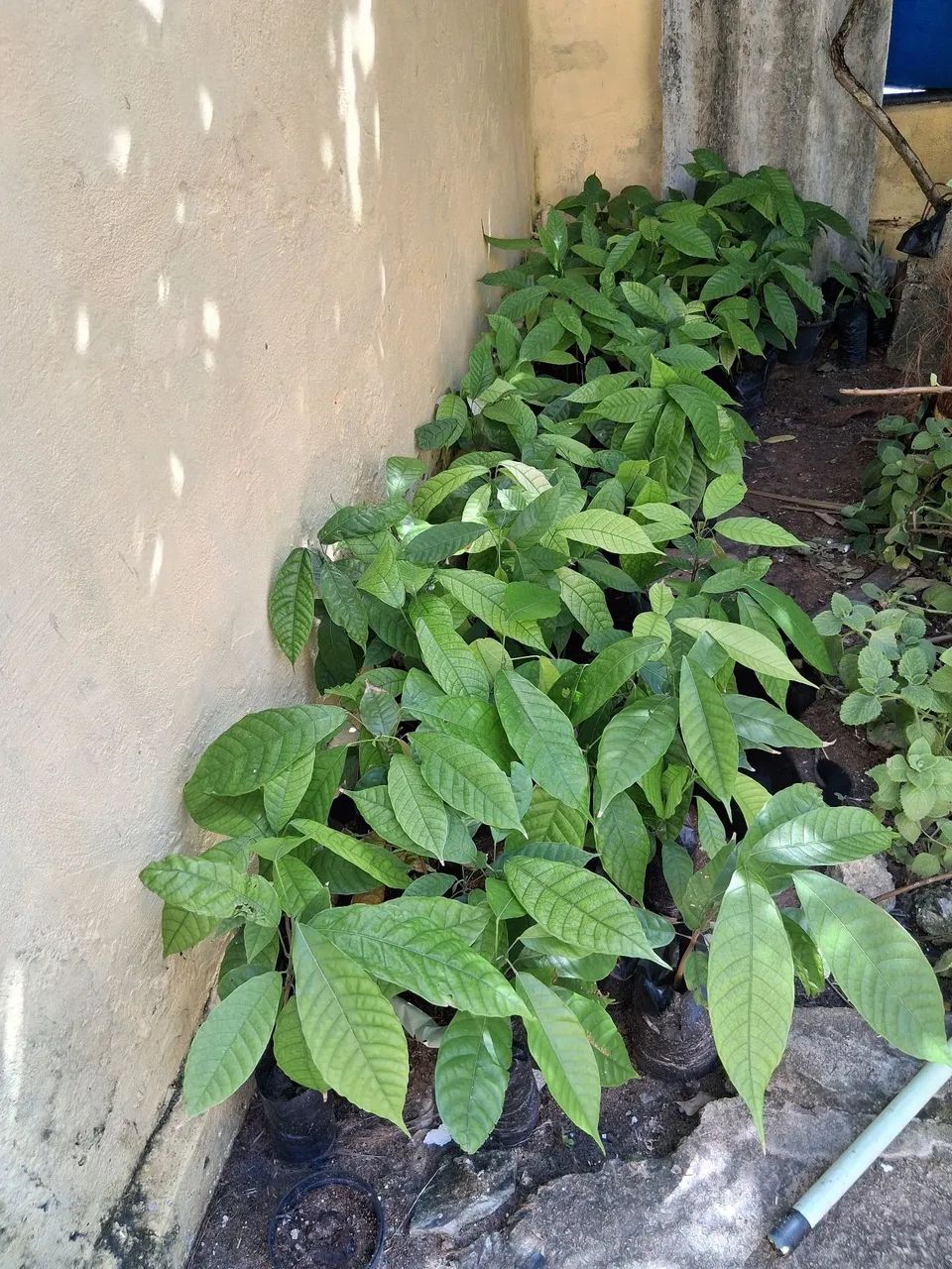 Mudas de cacau 