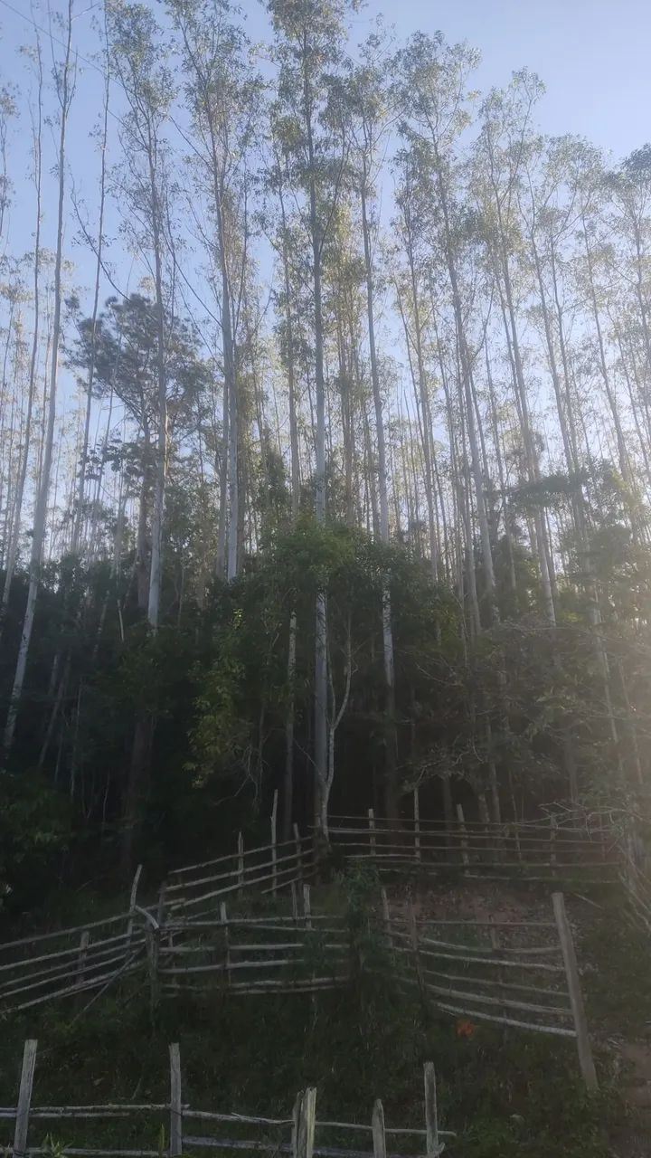 Vendo Floresta de eucalipto em pé 20.000 árvores - Foto 2