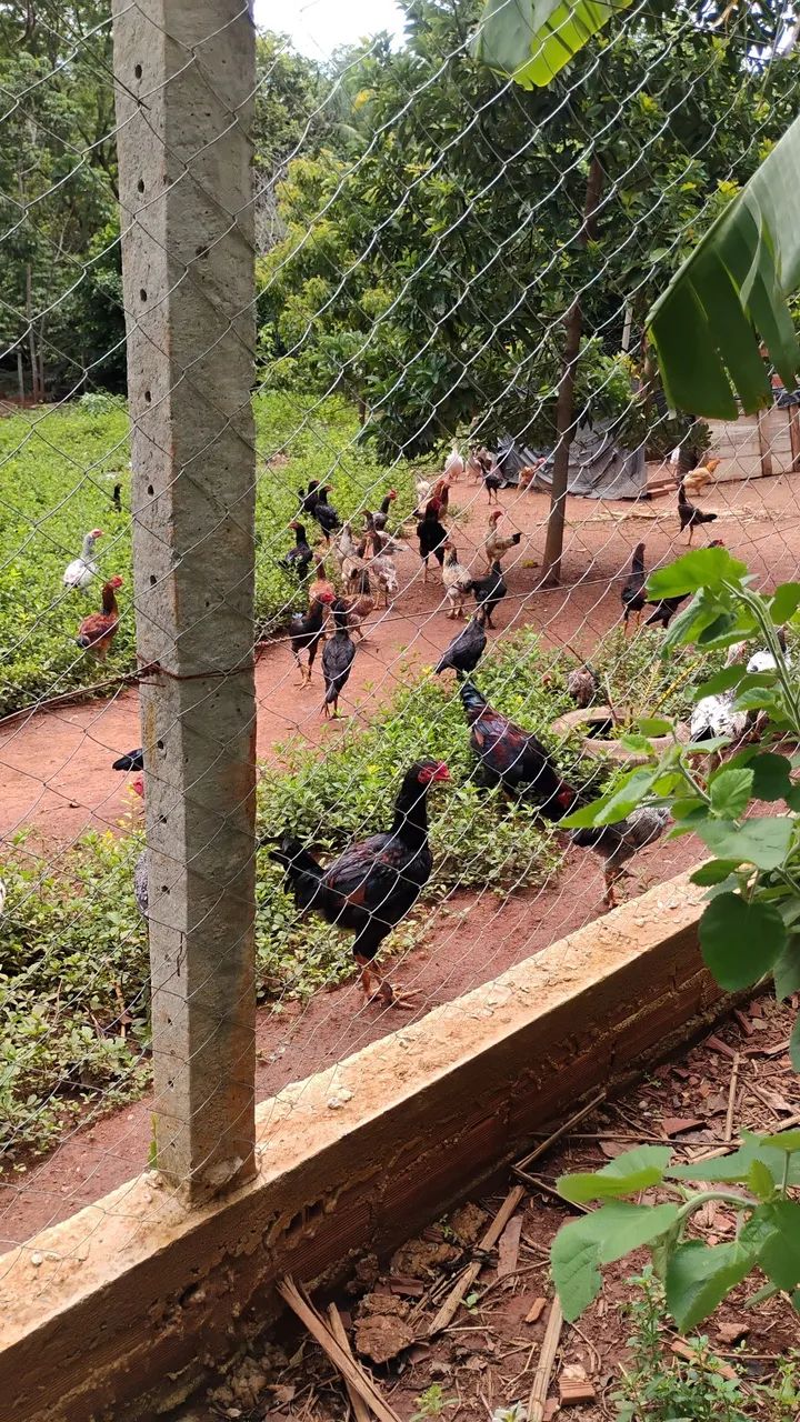 Galinhas caipira  - Foto 3