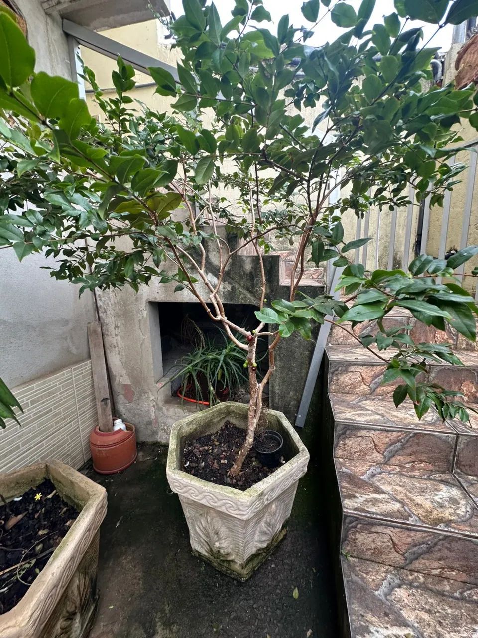 Pé de Jabuticaba e Acerola  - Foto 5