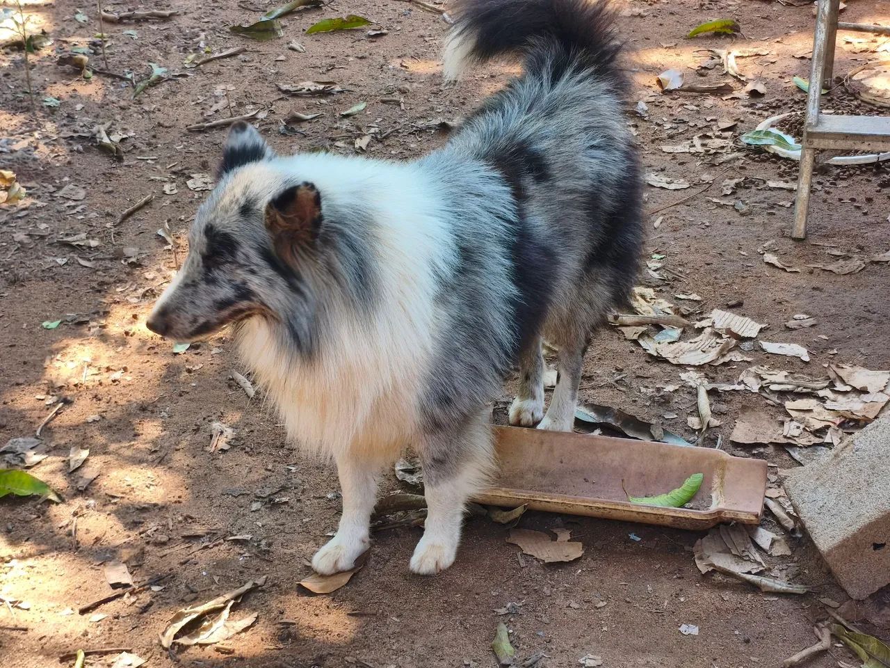 Pastor de Shetland Blue Merle