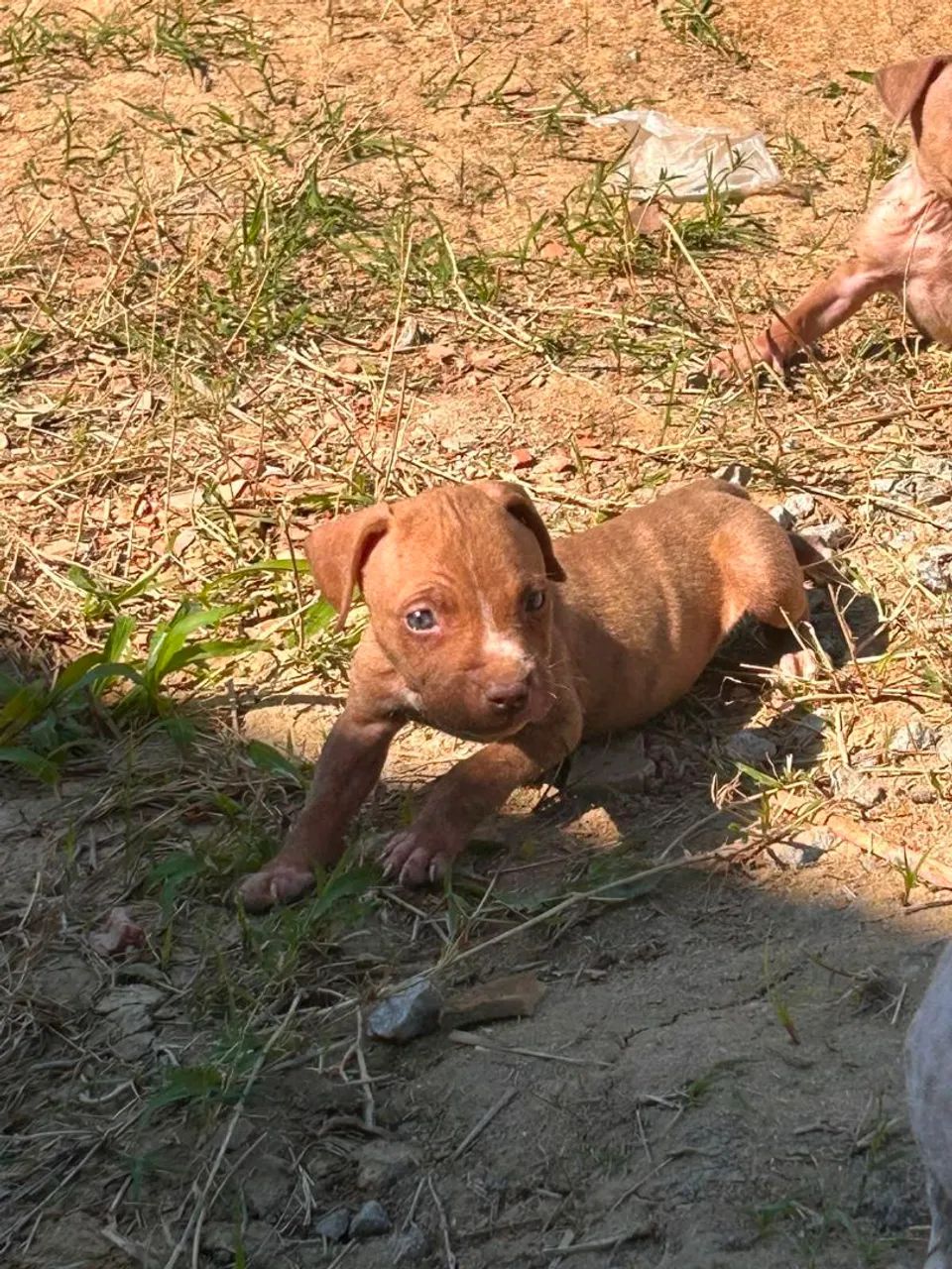 Filhotes de Pitbull  - Foto 4