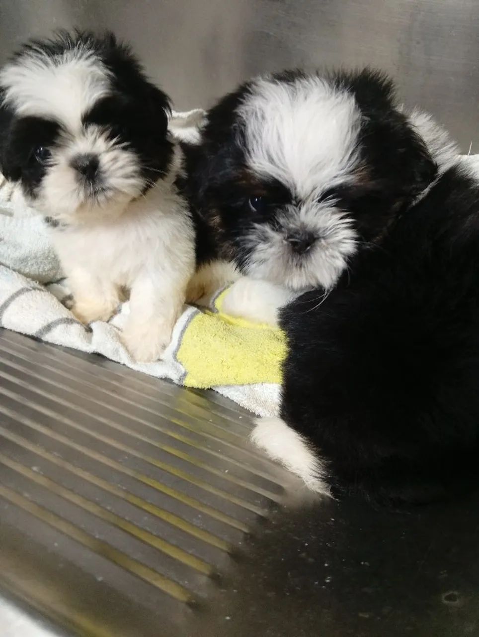 Filhotes de Shih Tzu  - Foto 2