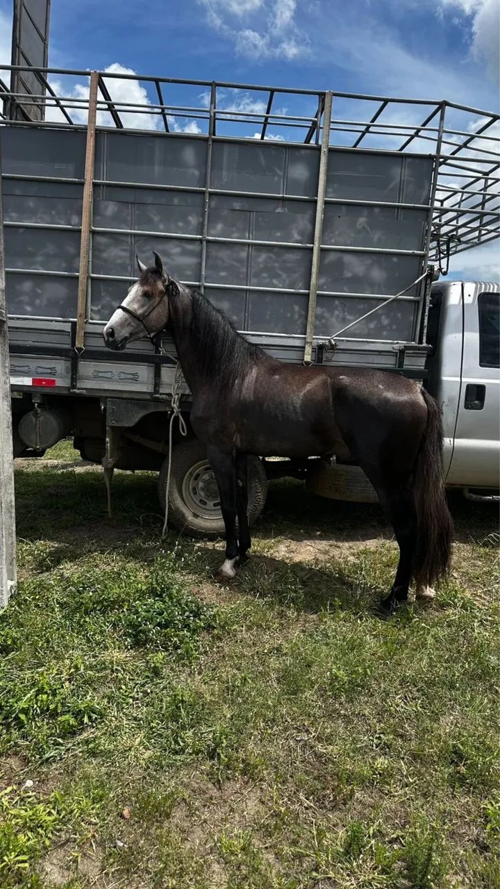 Potro registrado com potencial de pista oportunidade  - Foto 5