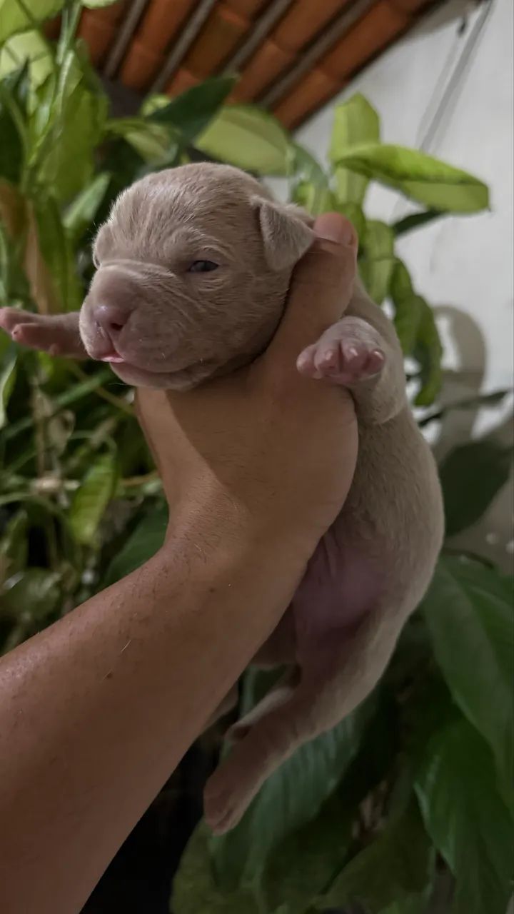 Cachorro Pit Monster  - Foto 3