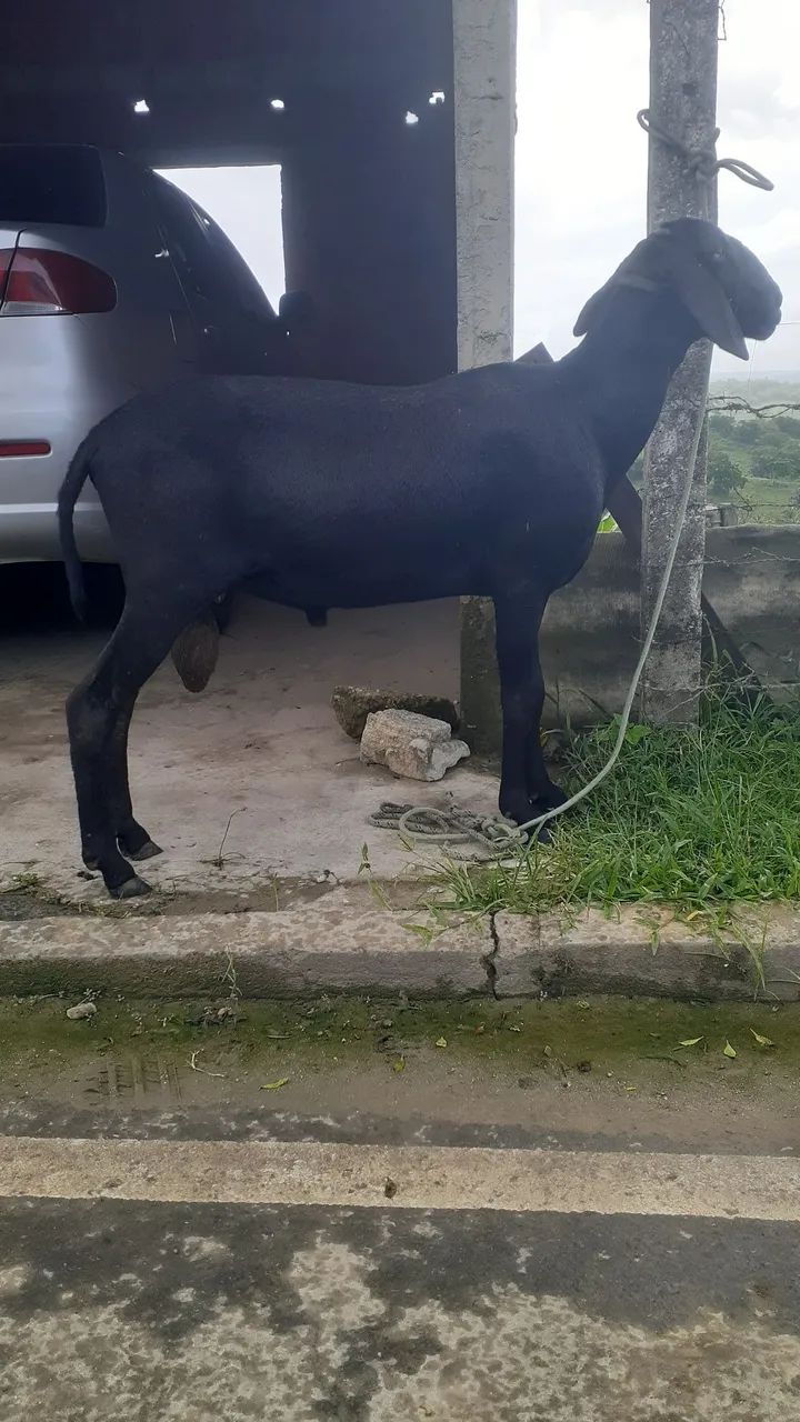 Carneiro Santa Inês 