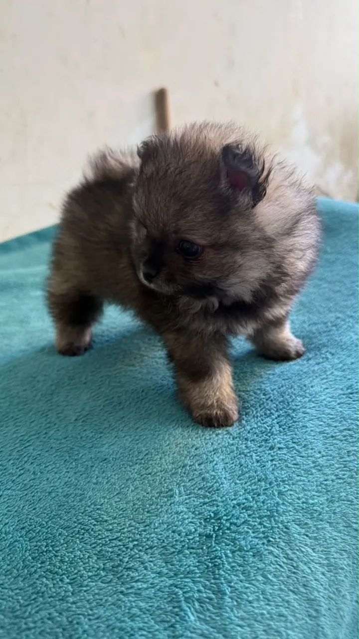 Spitz alemão barato  - Foto 4