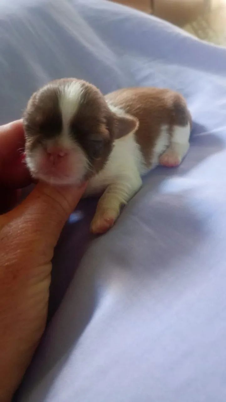 Vende-se shitzu macho chocolate  - Foto 2