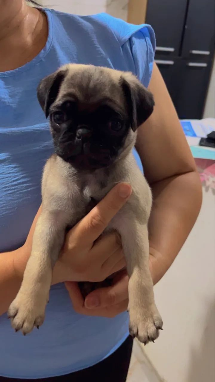 Vende-se Pug - Foto 3