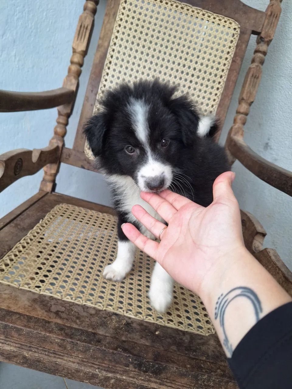 Filhotes de Border Collie - Foto 5