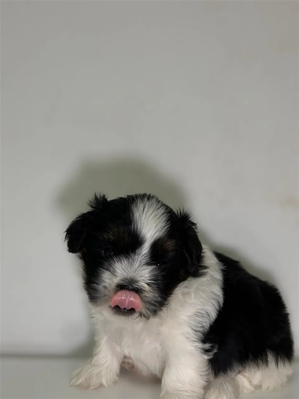 Cachorro - Foto 2