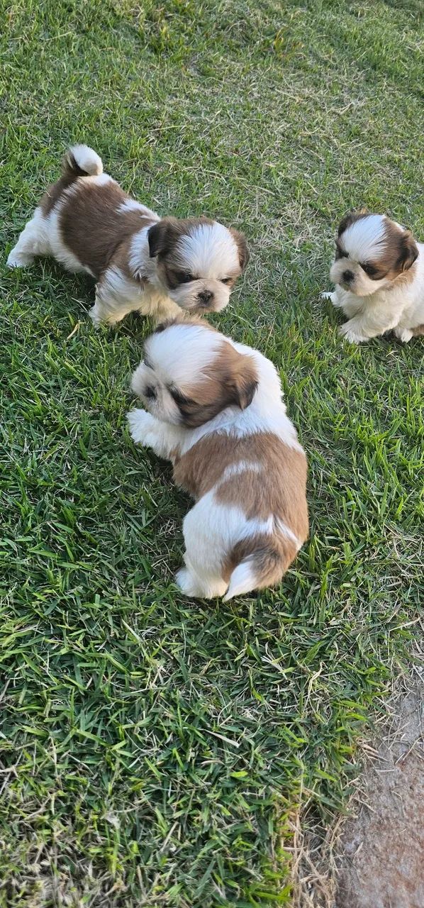 Shih tzu  - Foto 2