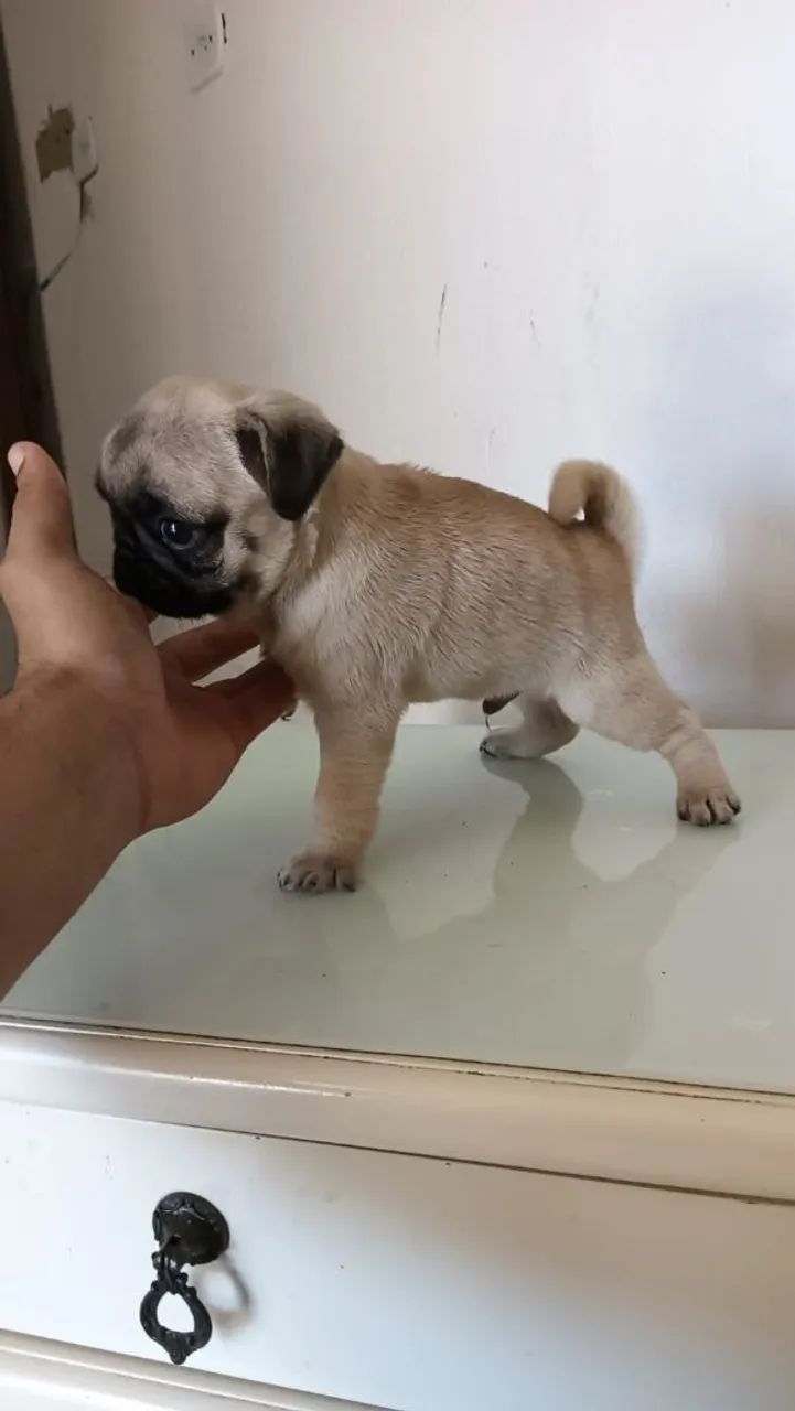 cachorro 