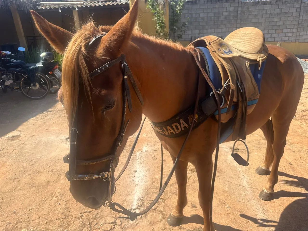 Cavalo  - Foto 4
