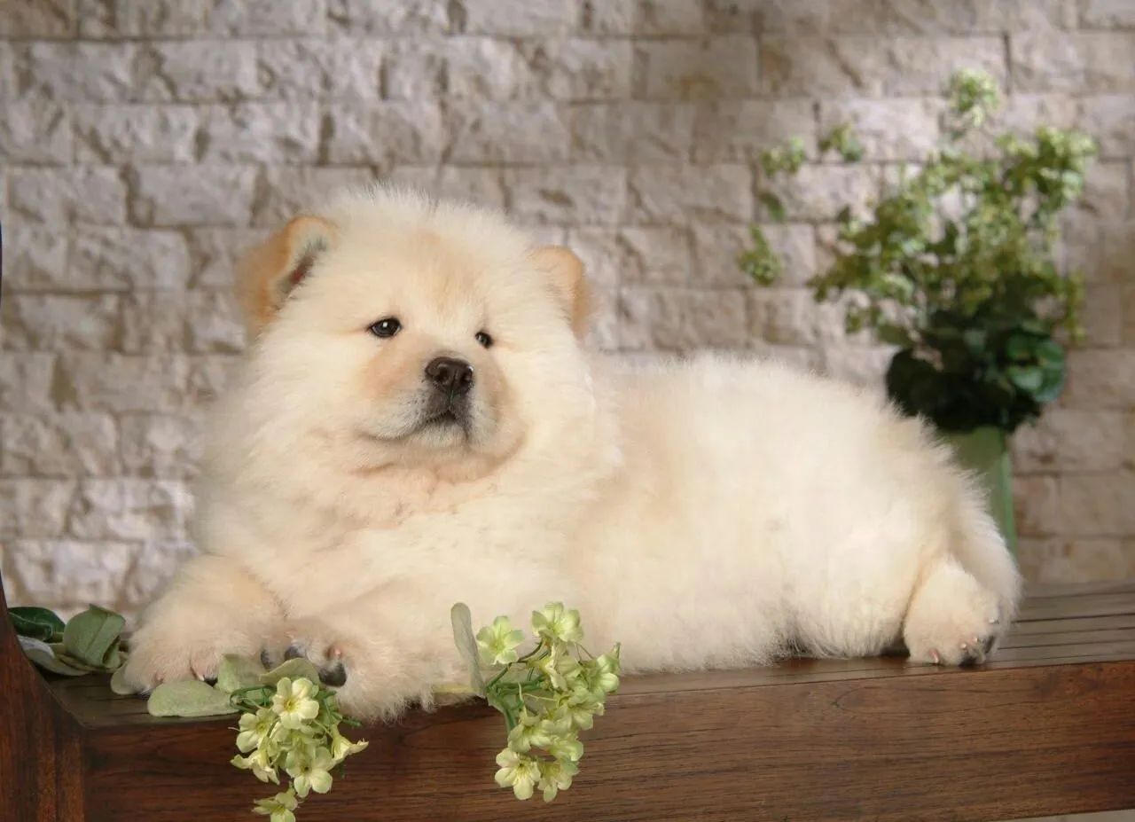 Chow chow americano top demais  - Foto 4