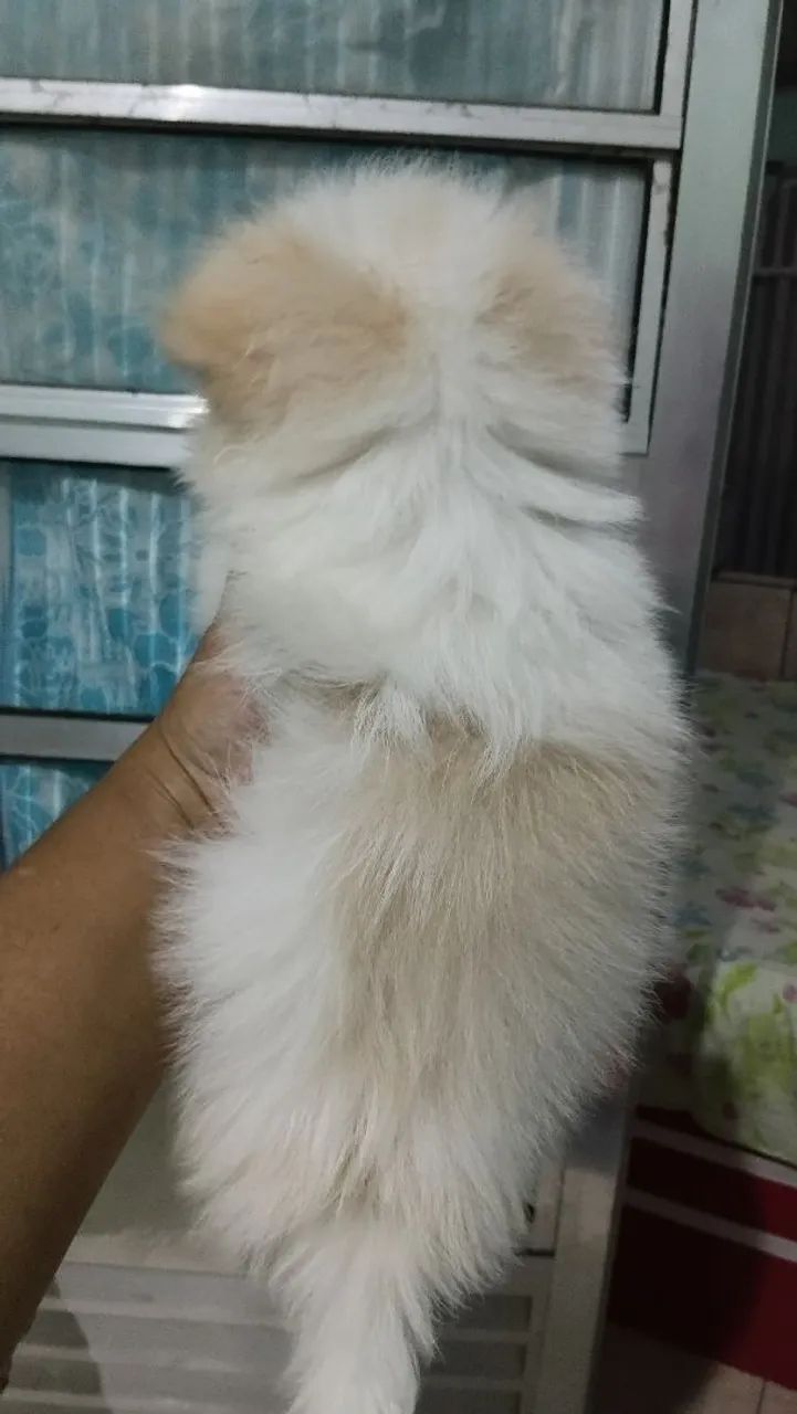 Lulu X shihtzu  - Foto 5
