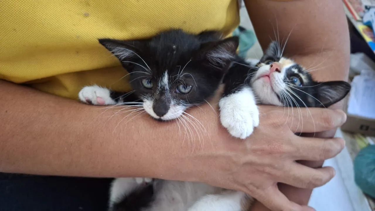 Lindo filhote macho 2 meses  - Foto 3