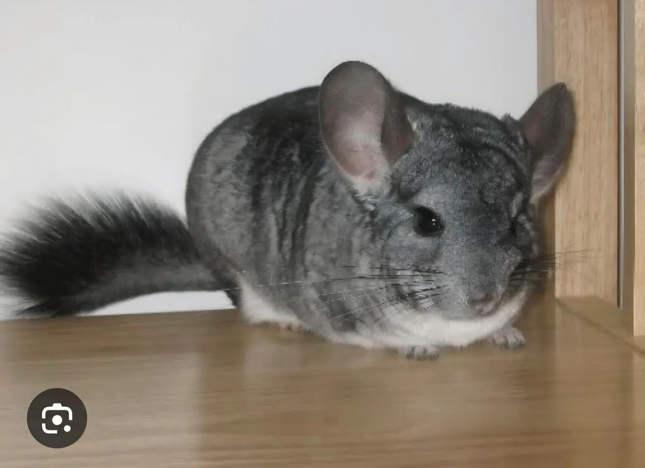 Chinchila macho