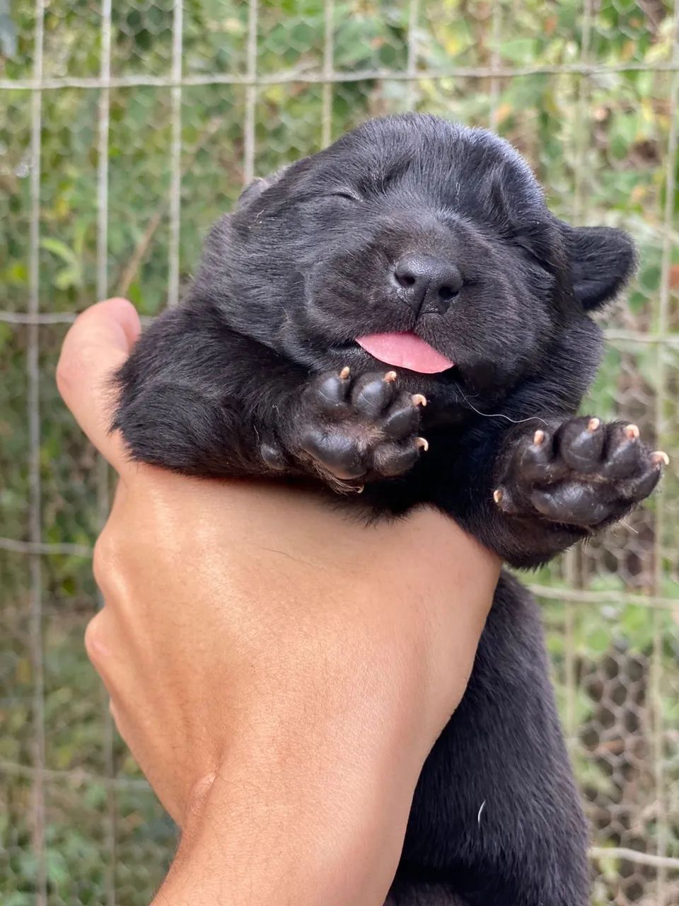 Lindos Filhotes de Pastor Belga de Groenendael - Foto 4